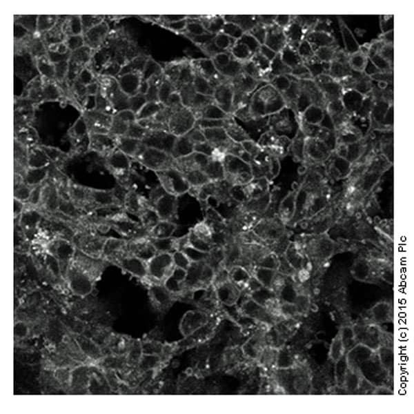 Cholesterol Assay Kit (Cell-Based)(AB133116)