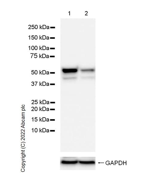 Hnrnp H Antibody Epr25302 12 Bsa And Azide Free Ab289999  Western Blot Img167113