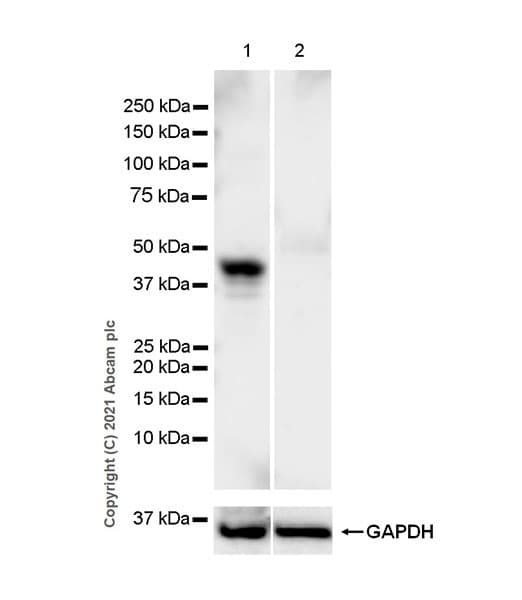 Tdo2 Tdo Antibody Epr23745 311 Bsa And Azide Free Ab281571  Western Blot Img11553
