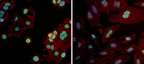 Anti-PAX7 antibody(AB187339)