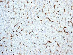 Anti-HLA-DR antibody [EPR3692] - BSA and Azide free(AB209968)