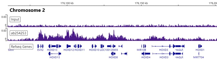 Anti-Bmi1 antibody [EPR22604-160] - ChIP Grade(ab254253)