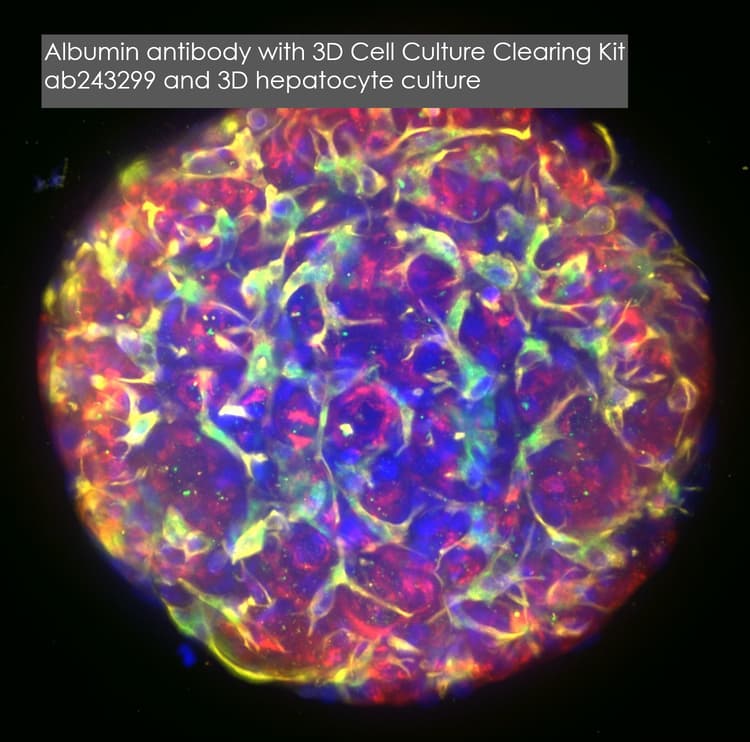 Anti-Albumin antibody [EPR20195](AB207327)