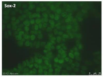 Anti-SOX2 antibody [9-9-3](AB79351)