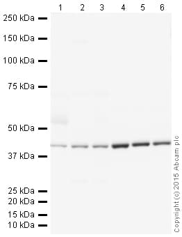 Donkey Anti-Goat IgG H&L (HRP)(AB205723)
