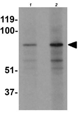 Ezh1 Antibody N Terminal Ab176115  Western Blot Img159284