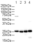 Anti-Cyclophilin B antibody(AB16045)