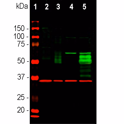 C Fos Antibody Bsa Free Ab190289 Western Blot Img21666