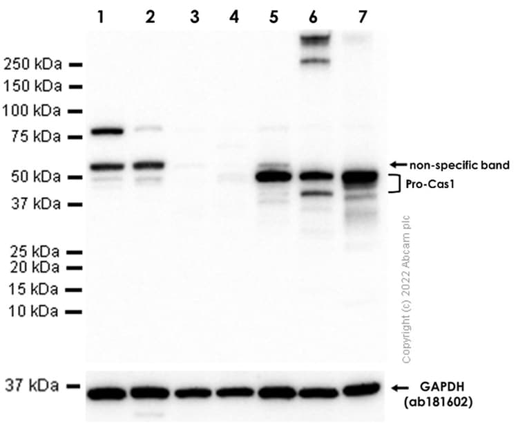 Anti-pro Caspase-1 + p10 + p12 antibody [EPR16883](AB179515)