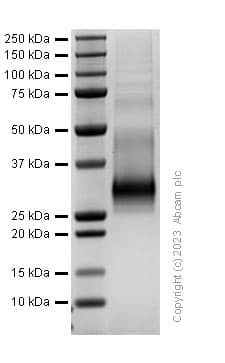 Recombinant Human RANKL protein(AB310802)