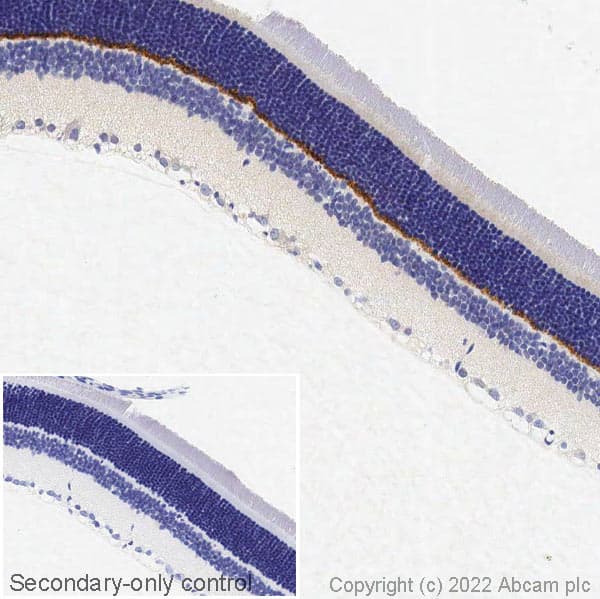 Anti-PSD95 antibody - Synaptic Marker(AB18258)