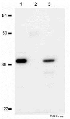 Anti-IKB alpha antibody [E130] - BSA and Azide free(AB215972)
