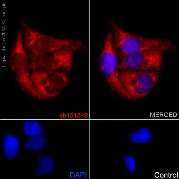 Anti-PI3 Kinase p110 beta antibody [EPR5515(2)] - BSA and Azide free(AB232690)