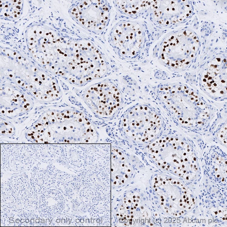 Anti-Oct4 antibody [EPR17929] - ChIP Grade(AB181557)