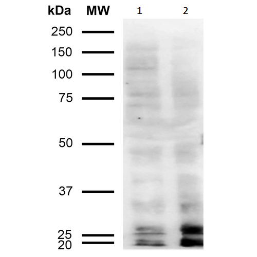 Malondialdehyde Antibody 11e3 Ab243066  Western Blot Img23891
