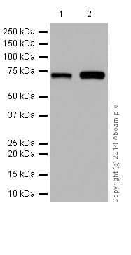 Sts1 Antibody Epr16980 Bsa And Azide Free Ab251234  Western Blot Img142047