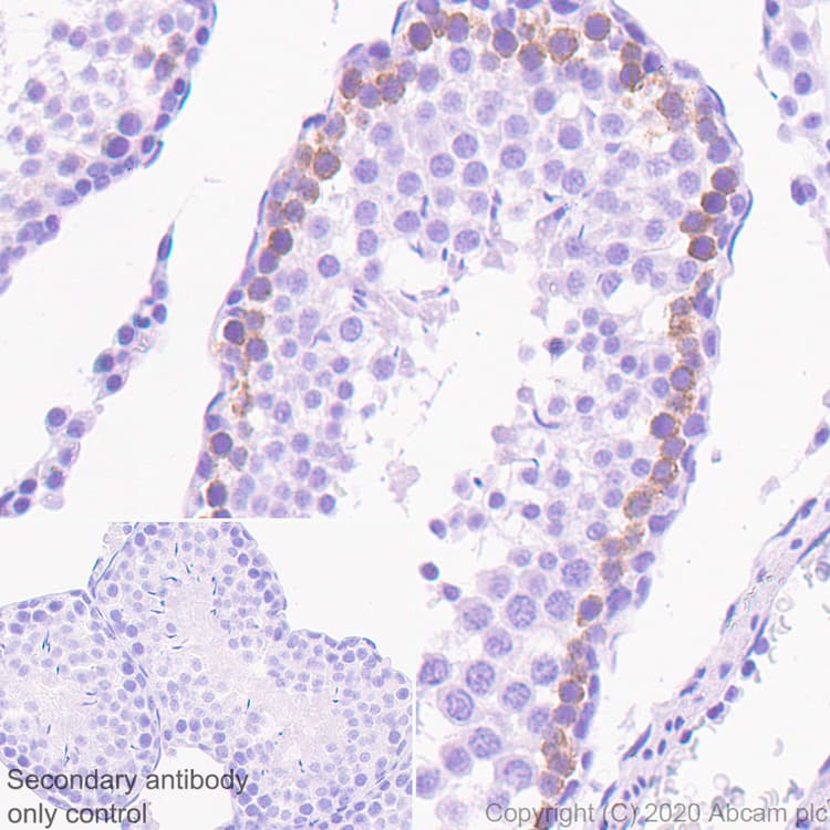 Anti-FMRP antibody [EPR23852-90] - BSA and Azide free(AB277489)