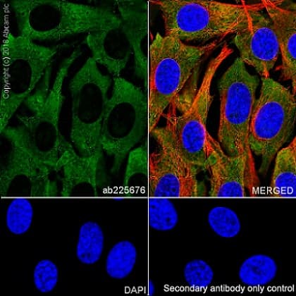 Anti-RPS6 antibody [EPR22168] - Ribosome Marker(AB225676)
