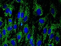 Anti-DLST antibody [9F4BD5](AB110306)