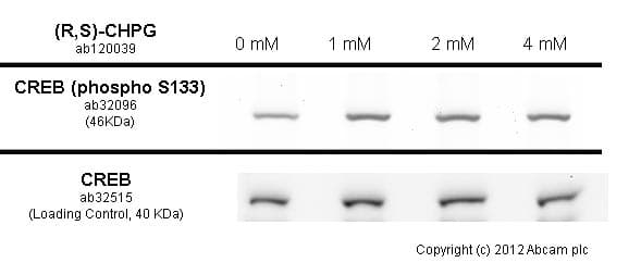 Anti-CREB (phospho S133) antibody [E113](AB32096)