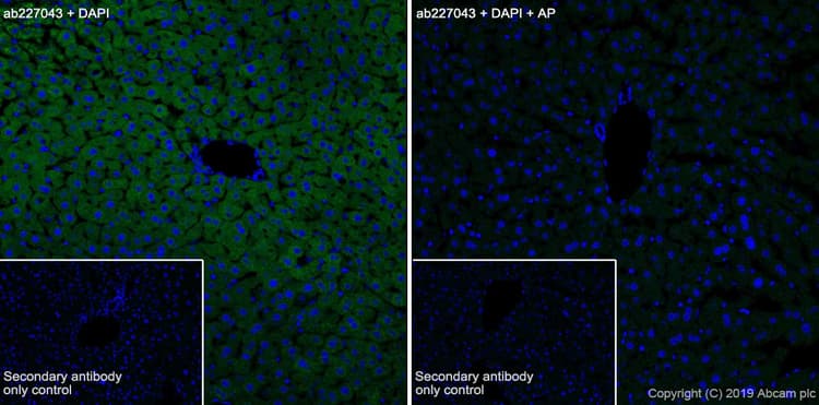 Anti-PYGL (phospho S15) antibody [EPR20881-72] - BSA and Azide free(ab256553)