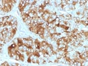 Anti-Chromogranin A antibody [CGA/413] - BSA and Azide free(AB269806)