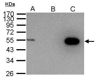 Anti-Cyclin A2 antibody(AB137769)