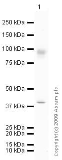Mmp9 Antibody Ab73734  Western Blot Img27656