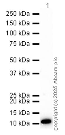 Anti-S100A8 antibody [EPR3554] - Low endotoxin, Azide free(AB219370)