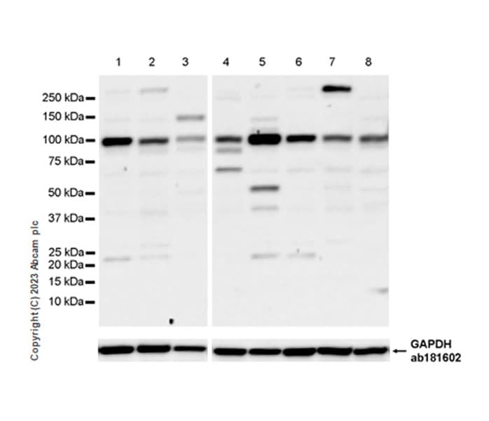 Anti-DNA Ligase III/LIG3 antibody [EPR27265-44](AB313374)