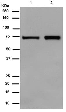 Dhx33 Antibody Epr14093 Ab182006  Western Blot Img99499