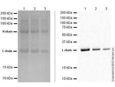 Mouse monoclonal [SB62a] Anti-Rabbit IgG light chain (HRP)(AB99697)