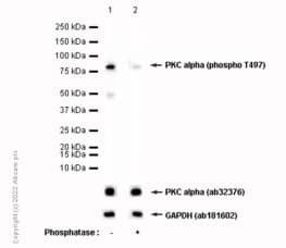 Anti-PKC alpha (phospho T497) antibody [EP2608Y] - BSA and Azide free(AB284734)
