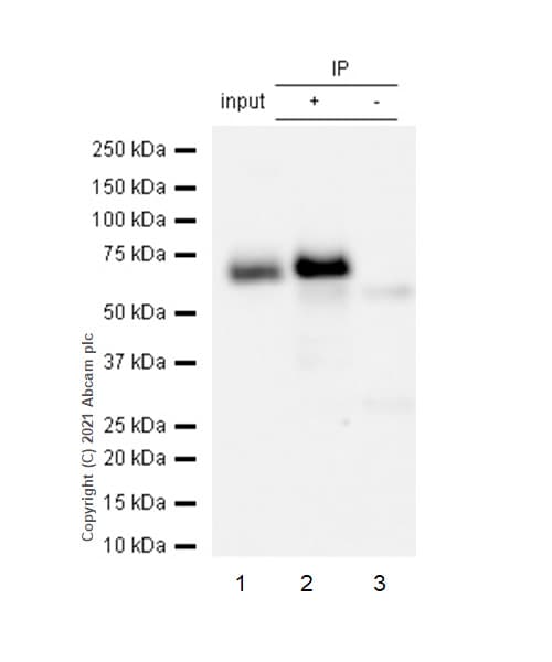 Anti-Paxillin antibody [Y113](AB32084)