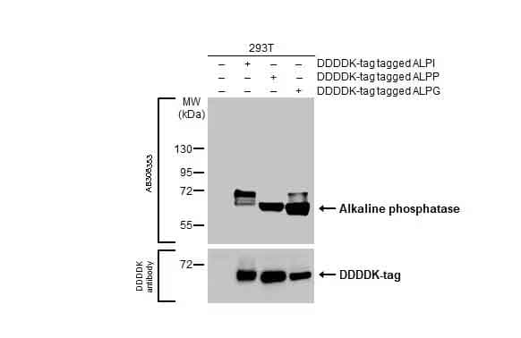 Anti-Alkaline phosphatase antibody [HL1267](ab308353)