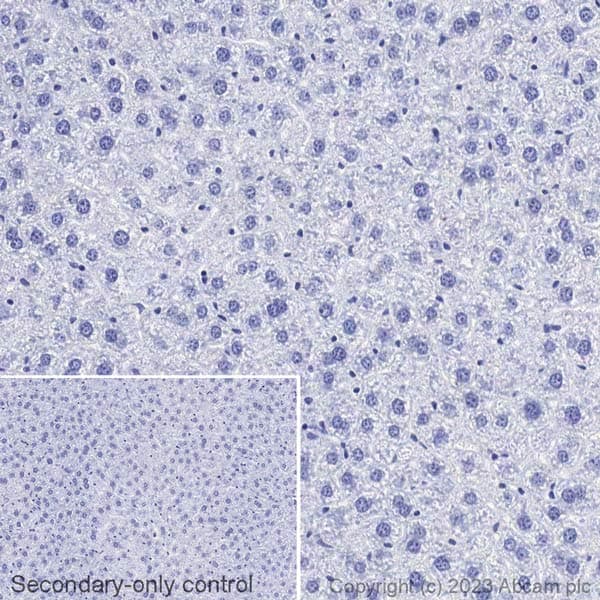 Biotin Gfap Antibody Epr1034y Astrocyte Marker Ab314264  Immunohistochemistry Formalin Pfa Fixed Paraffin Embedded Sections Img421978