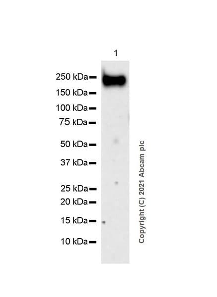 Anti-OSMR antibody [EPR24786-50] - BSA and Azide free(AB284413)