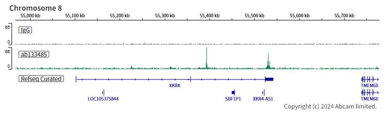 Anti-FLI1 antibody [EPR4646](AB133485)