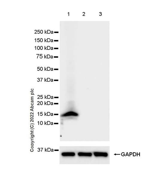 Anti-Kisspeptin antibody [EPR23770-189] - BSA and Azide free(AB275883)