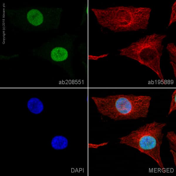 Alexa Fluor® 488 Anti-NUP50 antibody [EPR9526](AB208551)