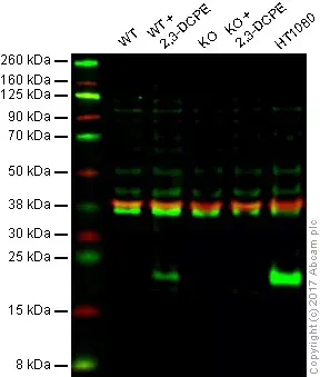 Anti-p21 antibody [EPR3993](AB109199)
