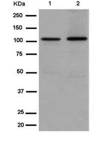 Anti-FAM160A2 antibody [EPR13604] - BSA and Azide free(AB250719)