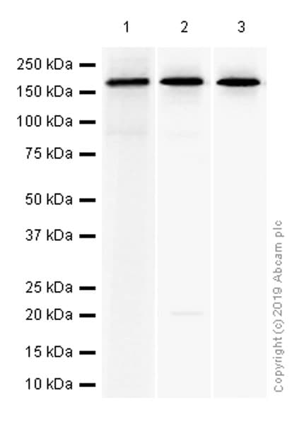 Anti-APC antibody [EP701Y](AB40778)