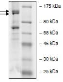 Recombinant Human PIK3R5 protein(AB135013)