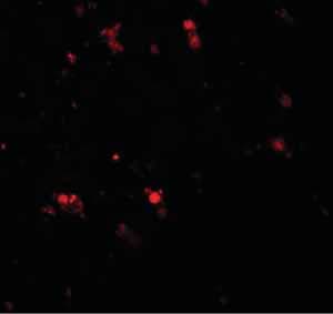 Elovl7 Antibody Ab106633  Immunocytochemistry Immunofluorescence Img62449