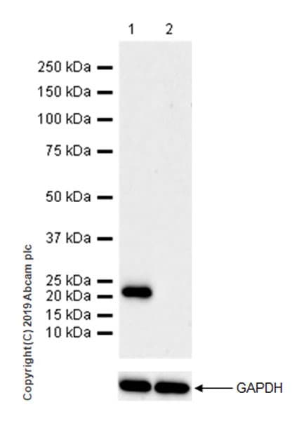 Anti-CD9 antibody [EPR23105-125](AB263019)