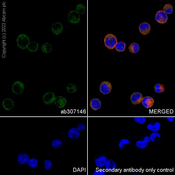 Goat Anti-Rabbit IgG H&L (Alexa Fluor® 488) preadsorbed(AB150081)