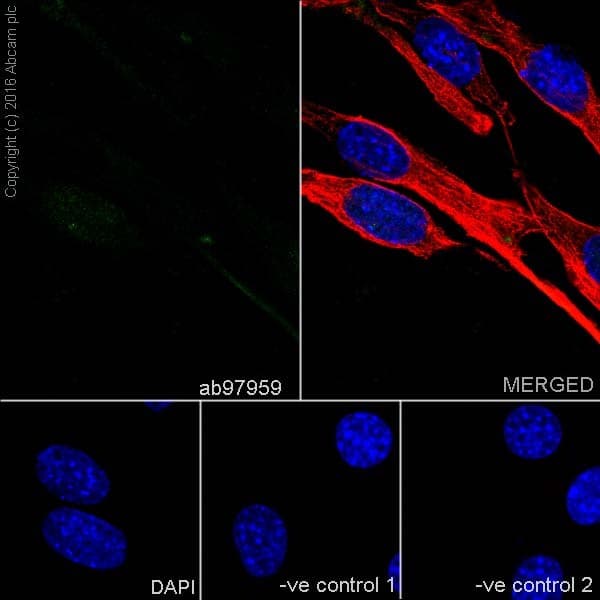 Anti-SOX2 antibody(ab97959)