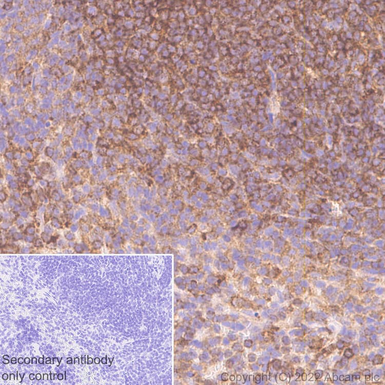 Anti-CBL antibody [17/c-Cbl](AB309549)