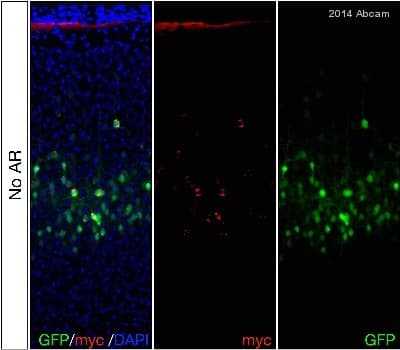 Anti-Myc tag antibody(AB9106)